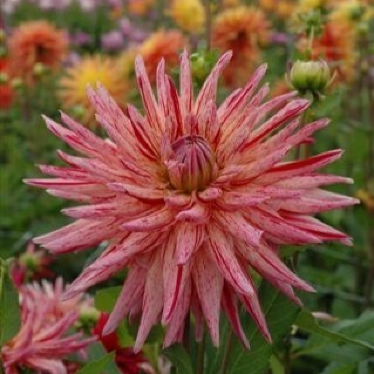 706900-dahlia-alain-mimoun