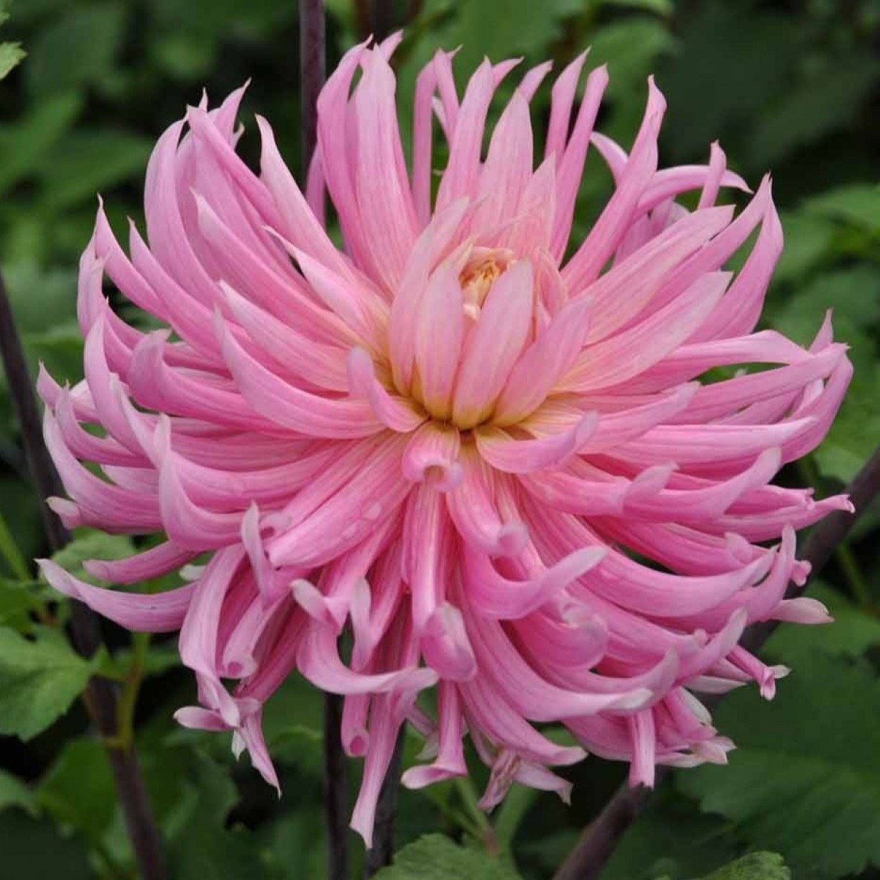 707060-dahlia-hollyhill-cotton-candy