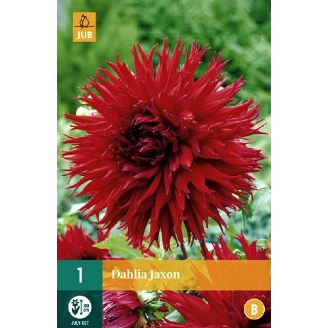 707700-dahlia-apache-jaxon