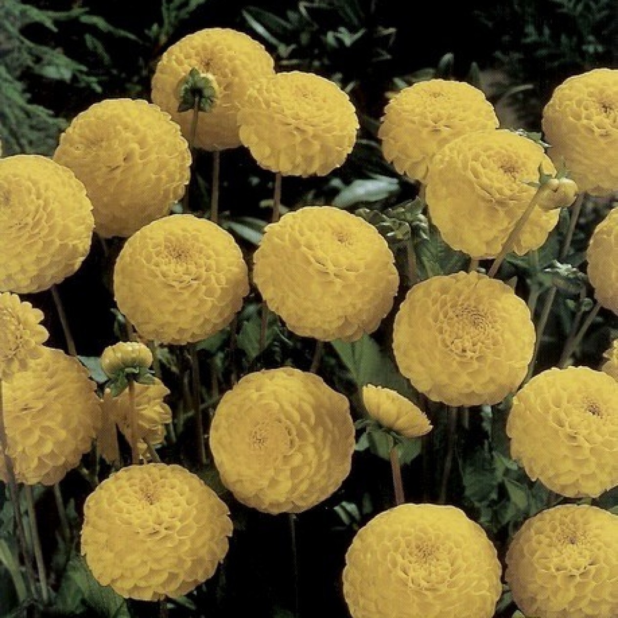 711241-dahlia-golden-scepter