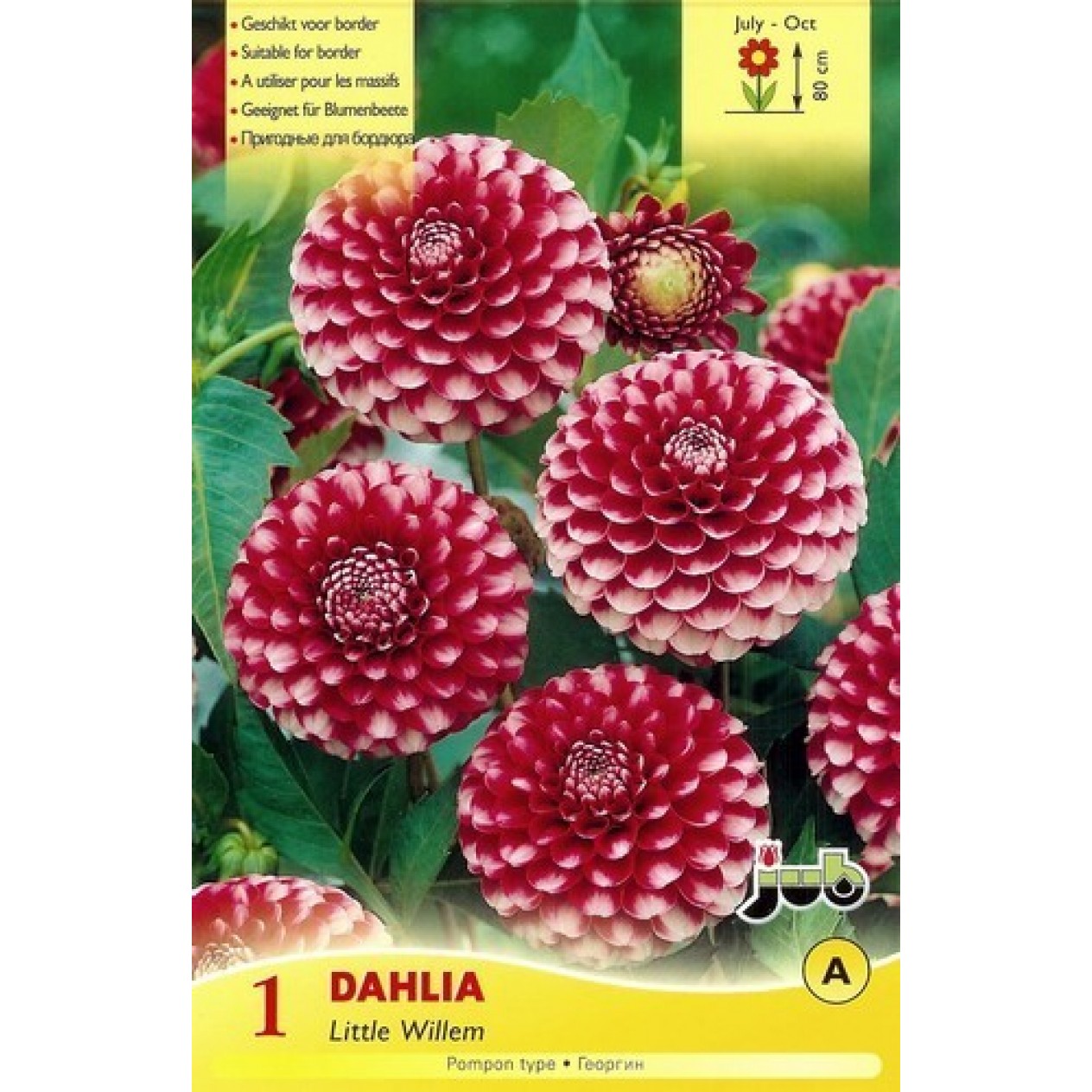711270-dahlia-little-william
