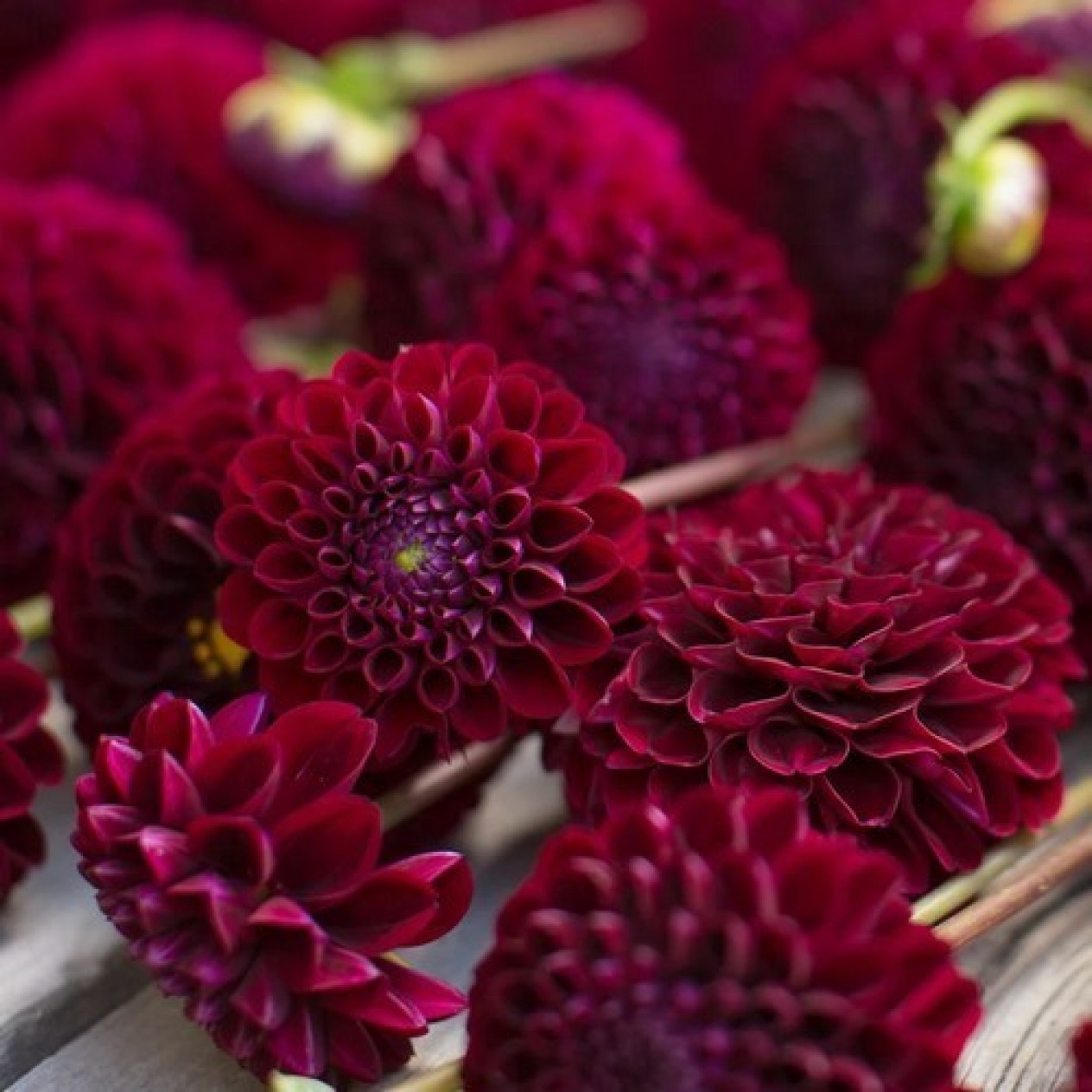 711300-dahlia-natal