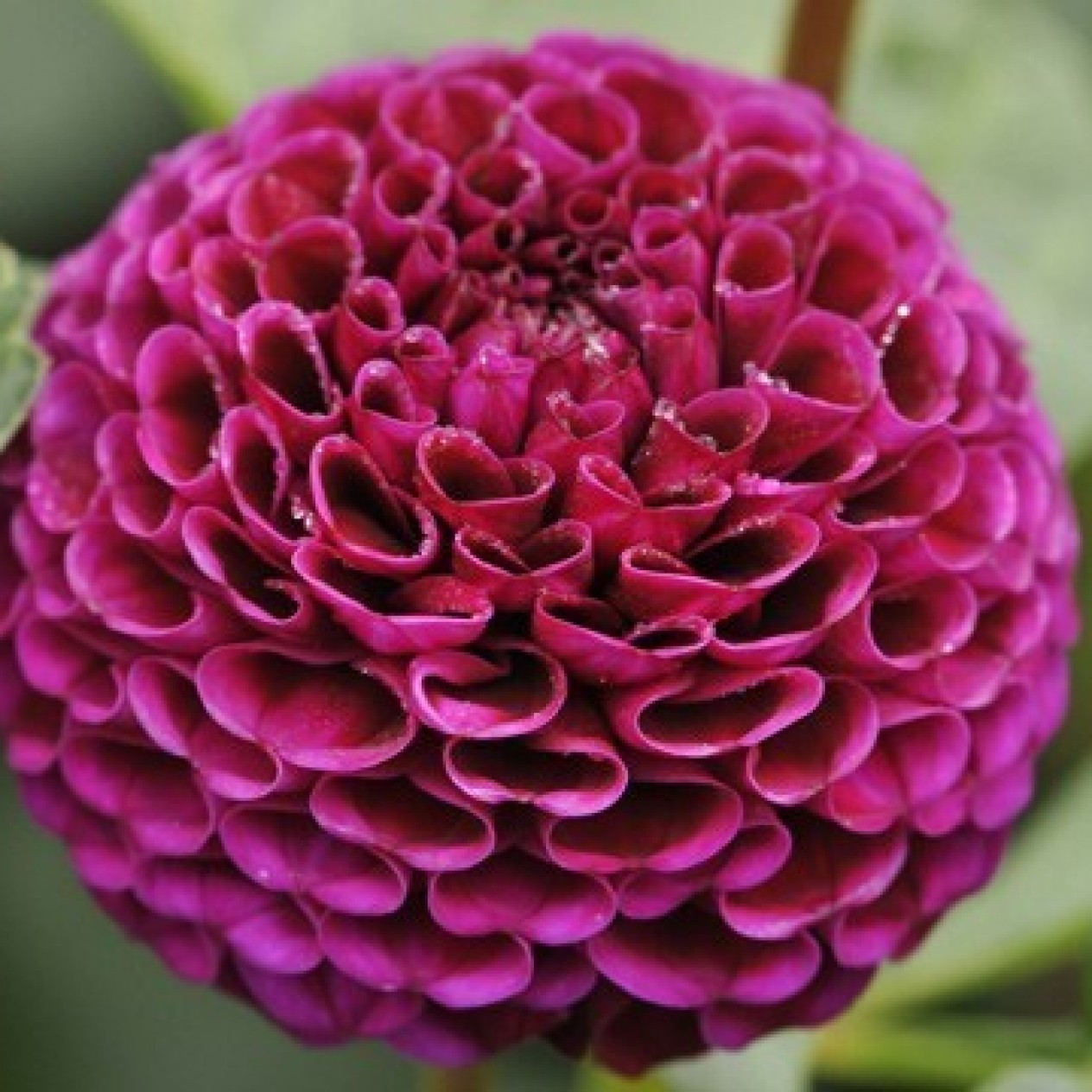 711550-dahlia-rocco