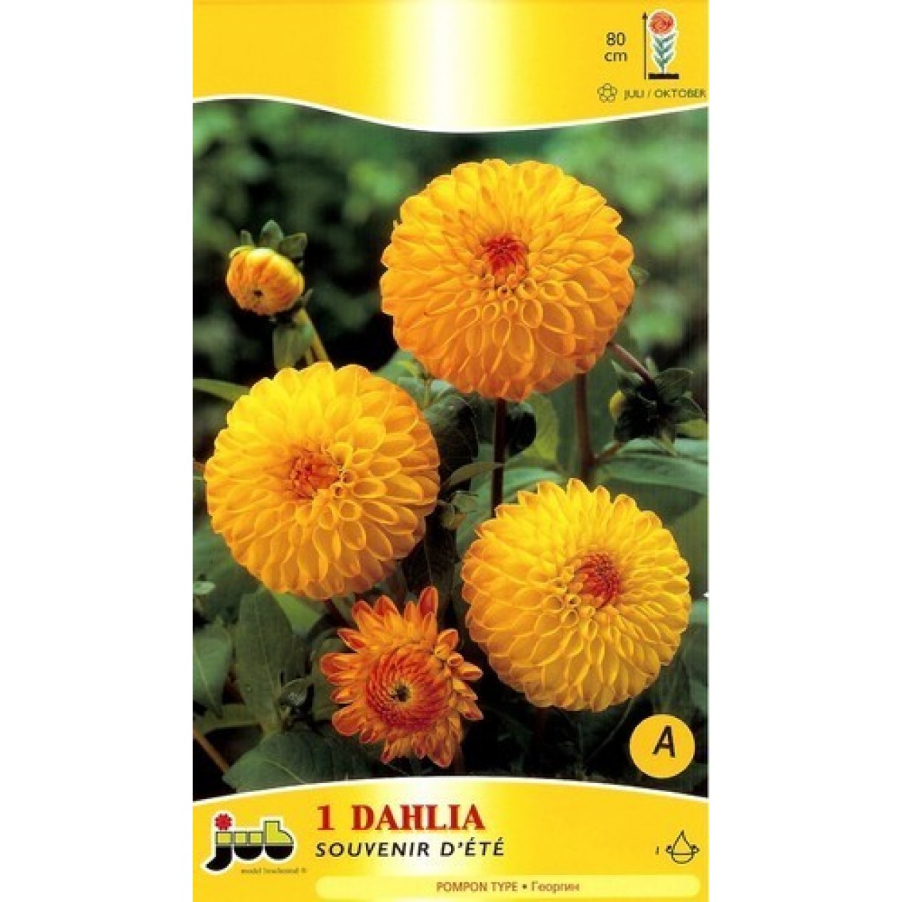 711710-dahlia-souvenir-ete