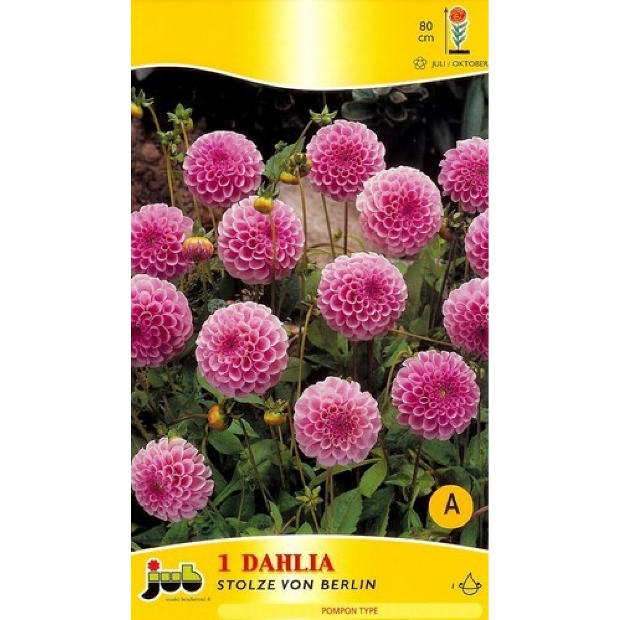 711800-dahlia-stolze-von-berlin