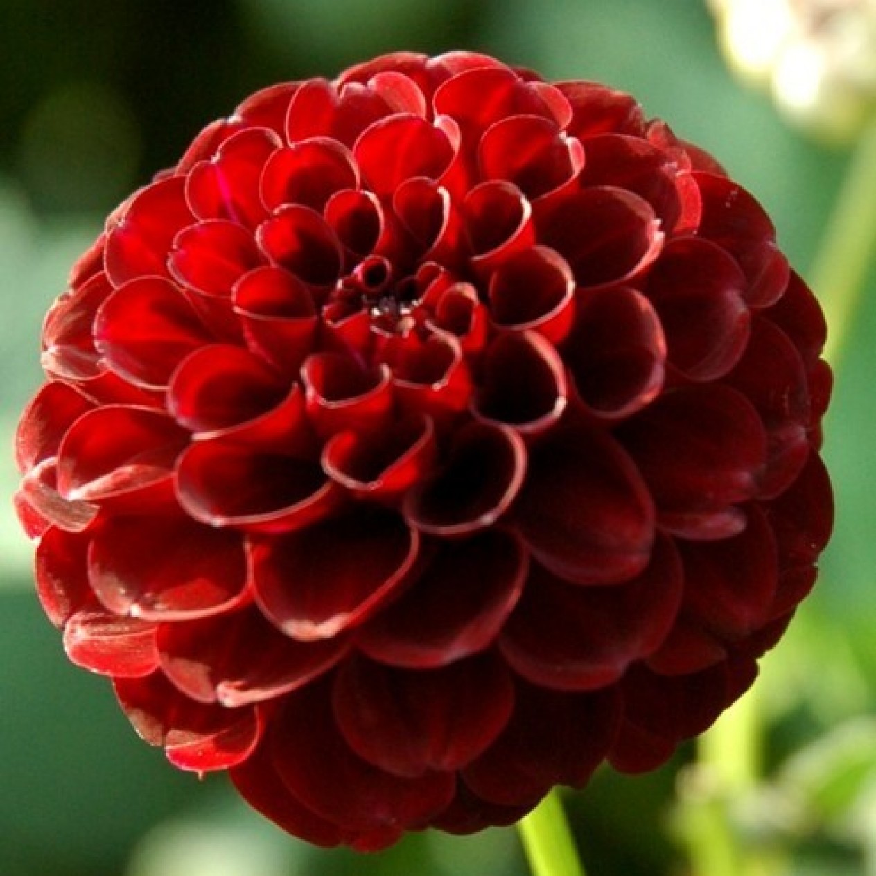 711850-dahlia-tam-tam