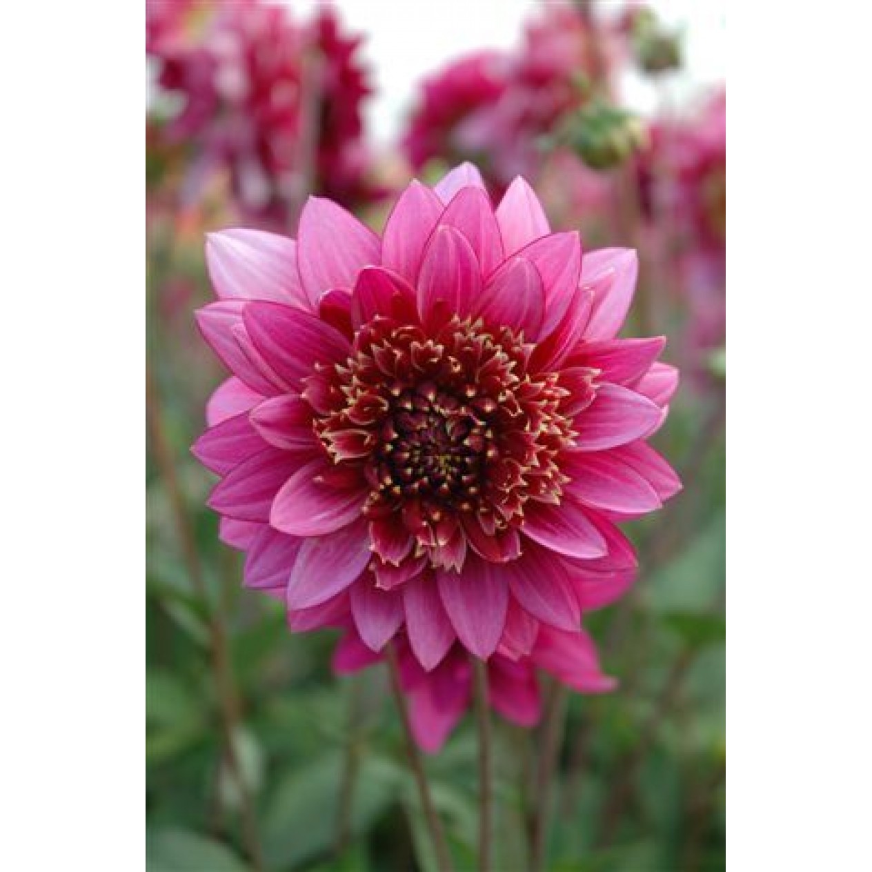 715420-dahlia-mambo