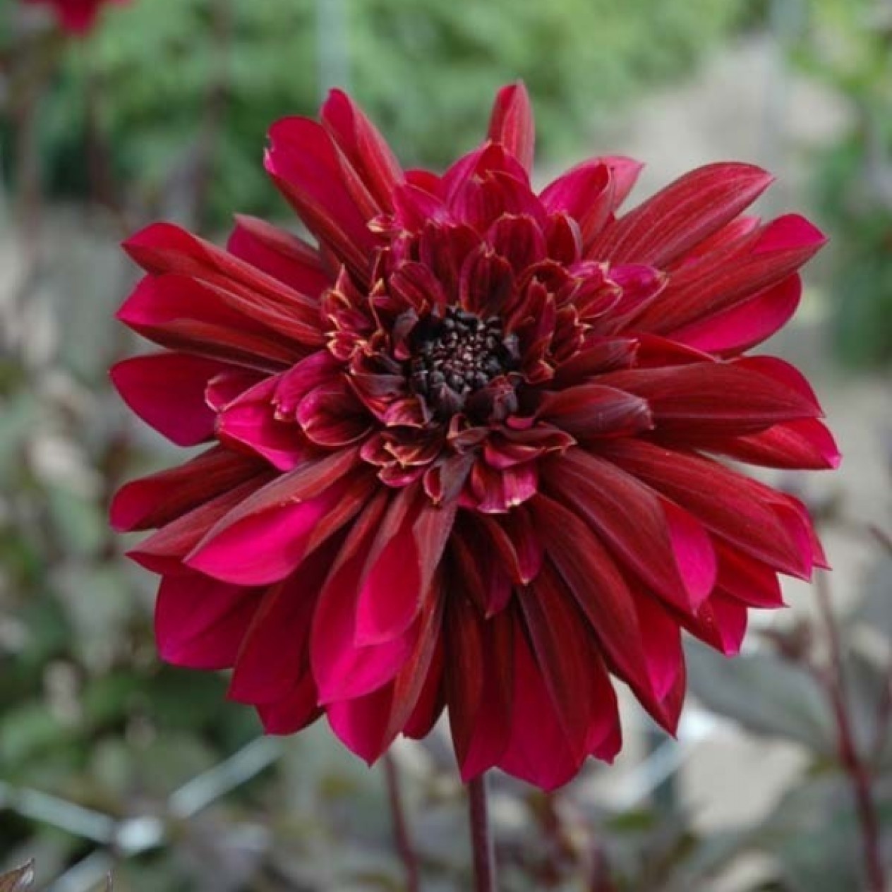 715600-dahlia-purple-haze