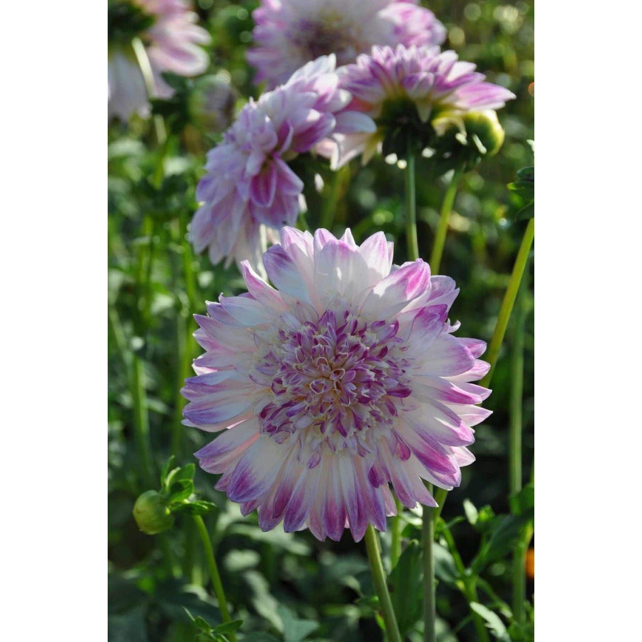 715700-dahlia-que-sera