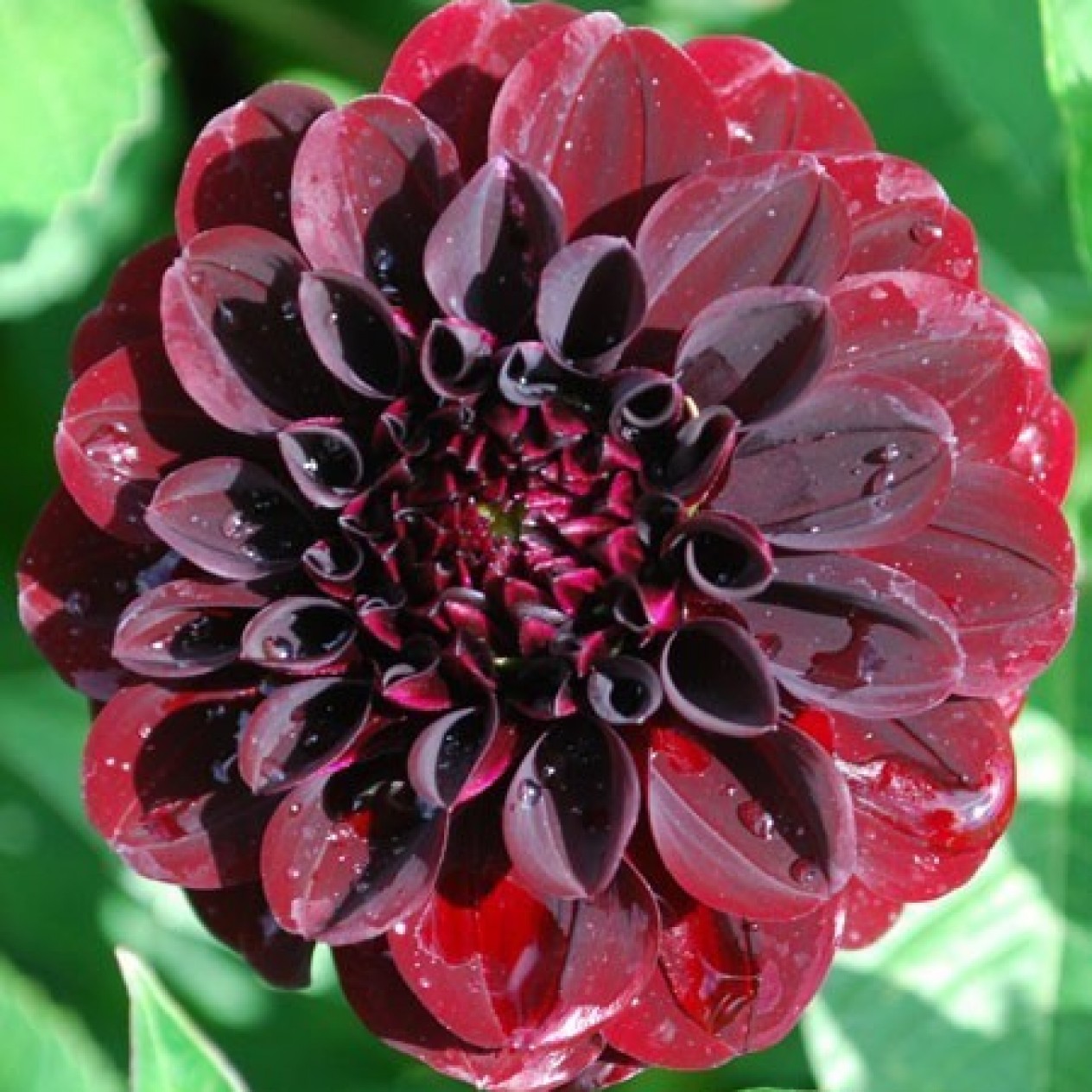 715961-dahlia-night-queen