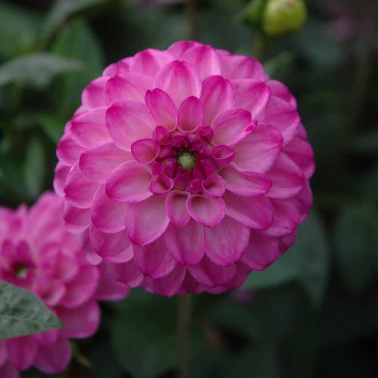 715985-dahlia-salvation