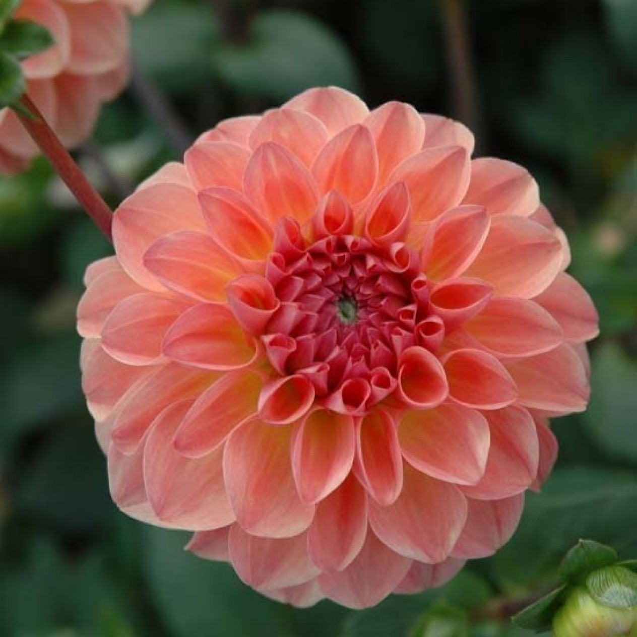 715987-dahlia-sebastian