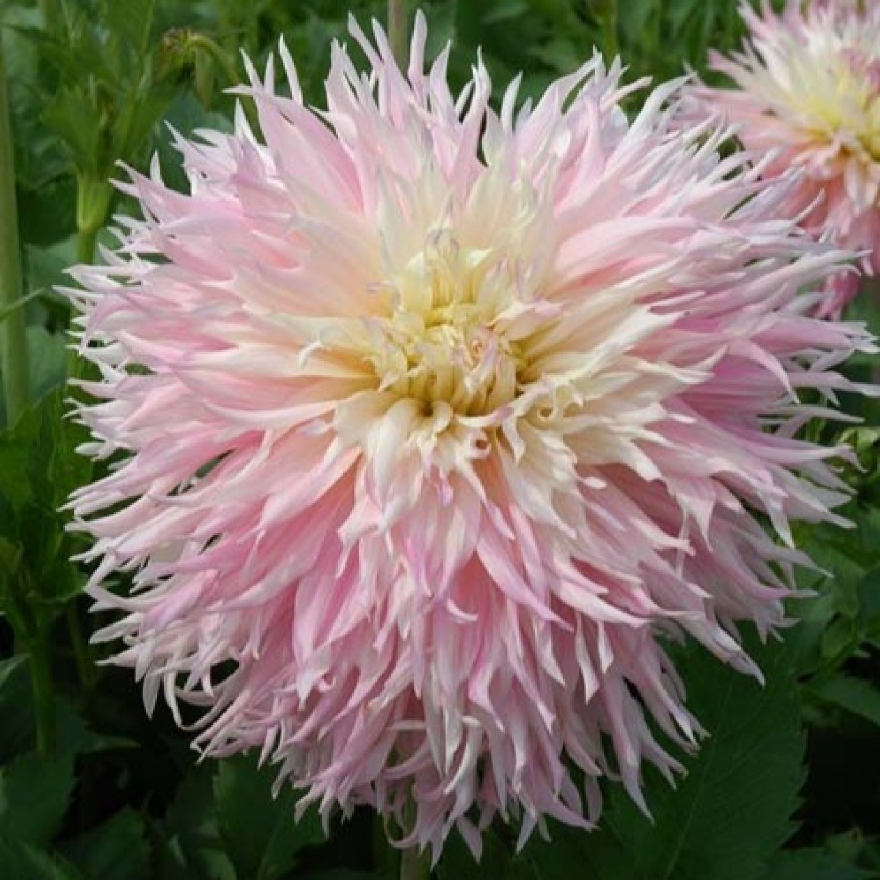 717432-dahlia-nadia-ruth