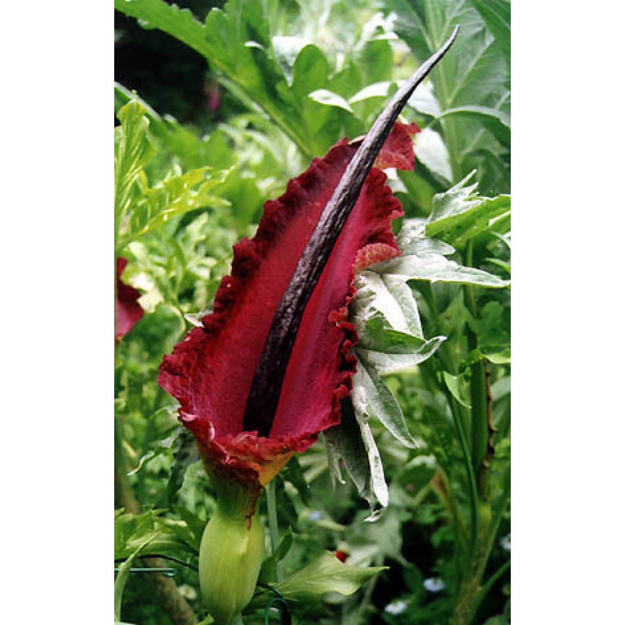 718000-dracunculus-vulgaris