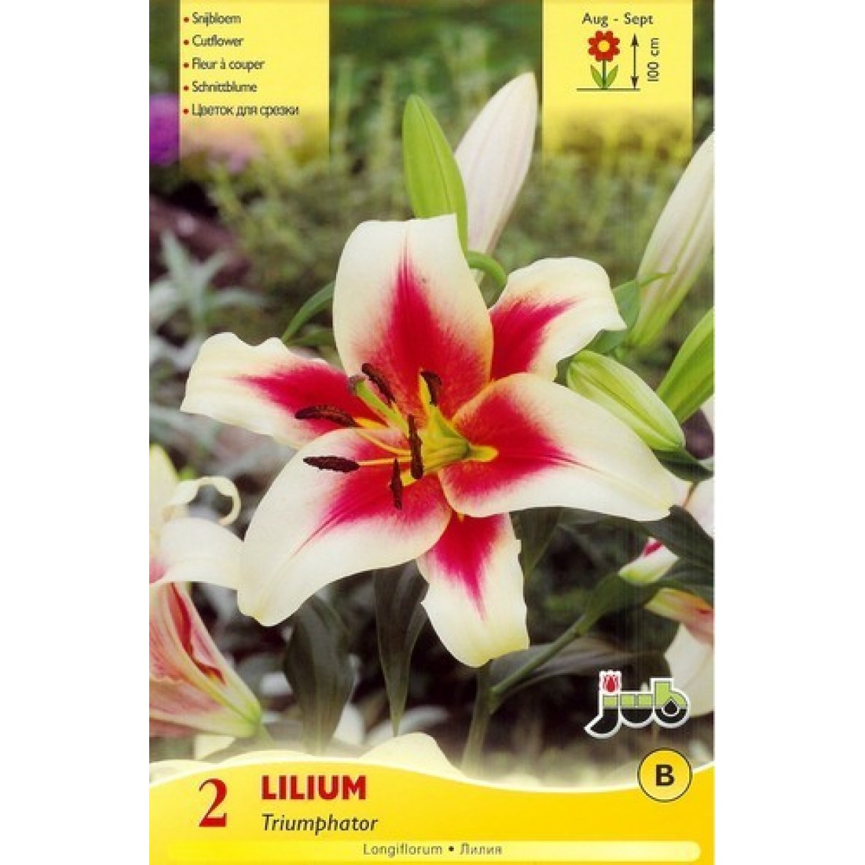 723460-lilium-hybride-tintoretto