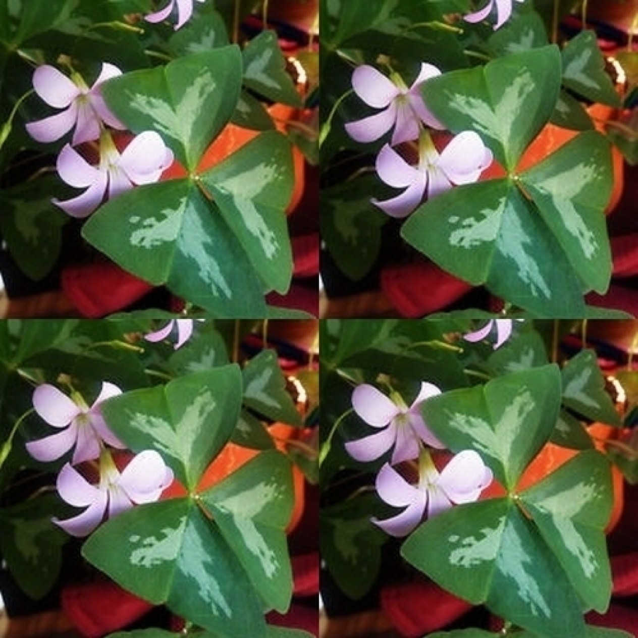 725230-oxalis-triangularis-fanny