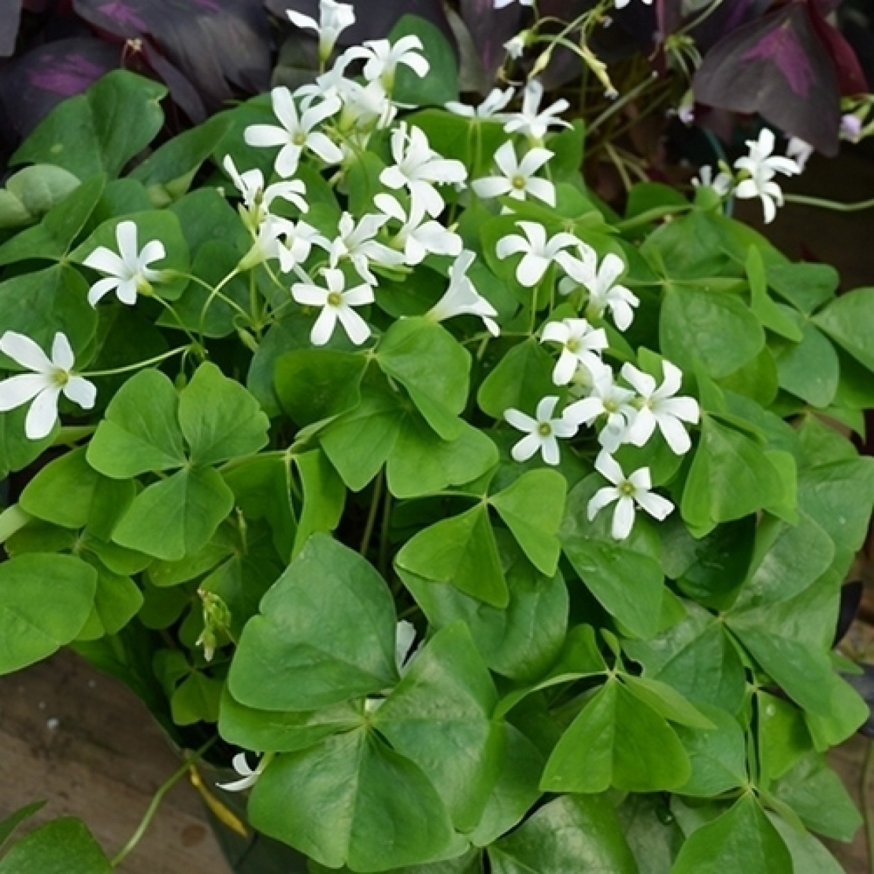 725250-oxalis-triangularis-ssp-papilionacea