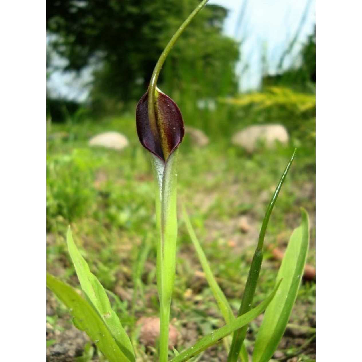 725320-pinellia-ternata-atropurpurea