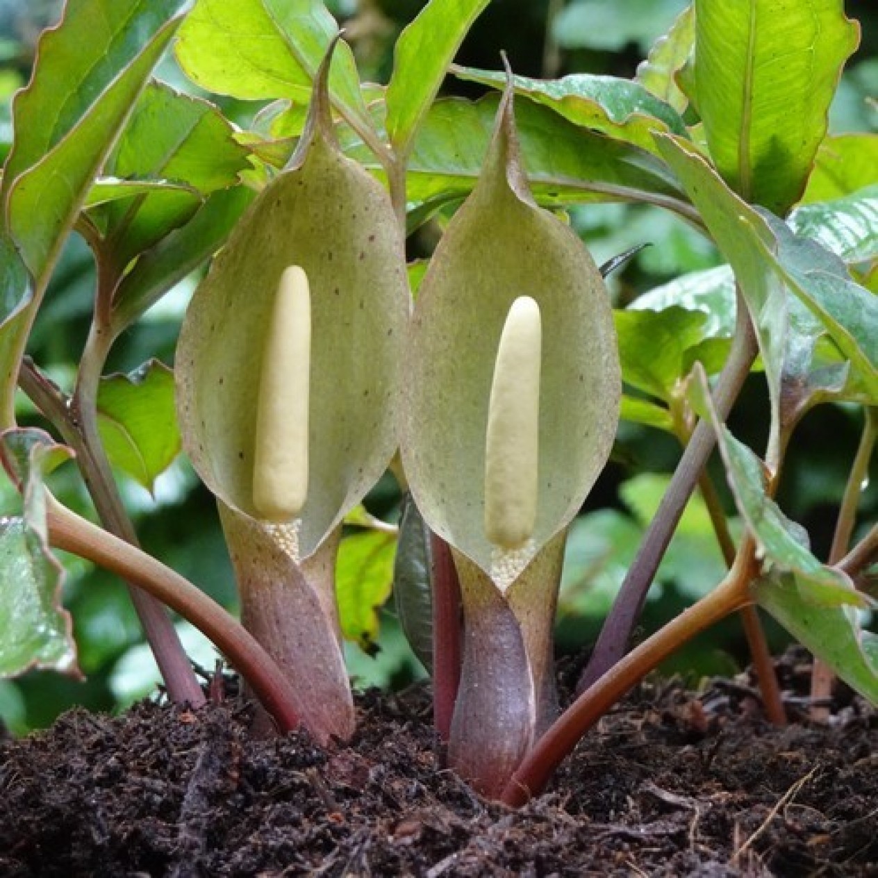 726210-typhonium-alpinum