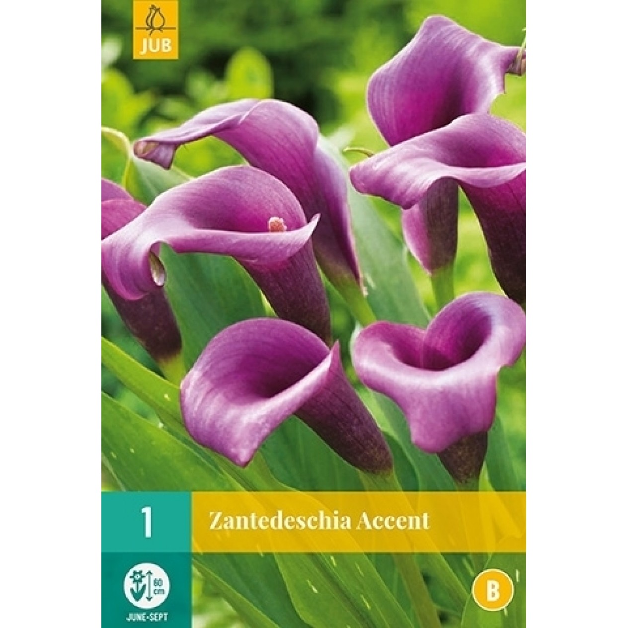 726310-zantedeschia-hybrida-accent-durban