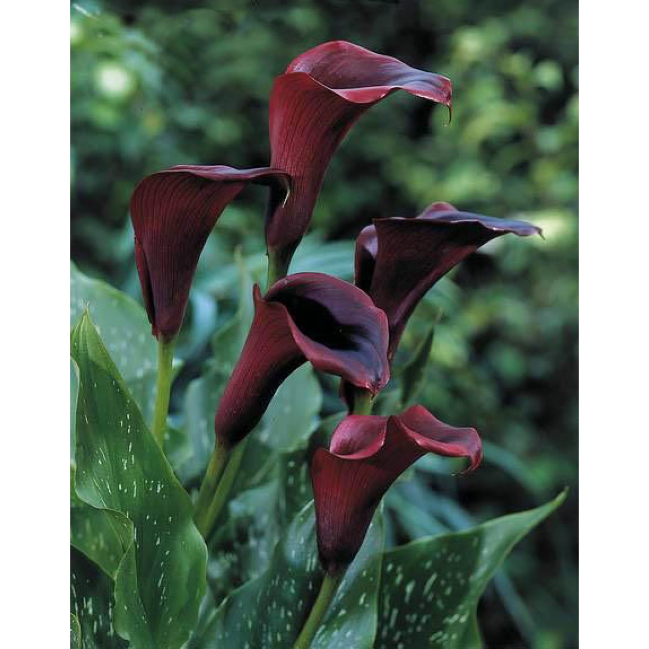 726325-zantedeschia-hybrida-black-star-odessa