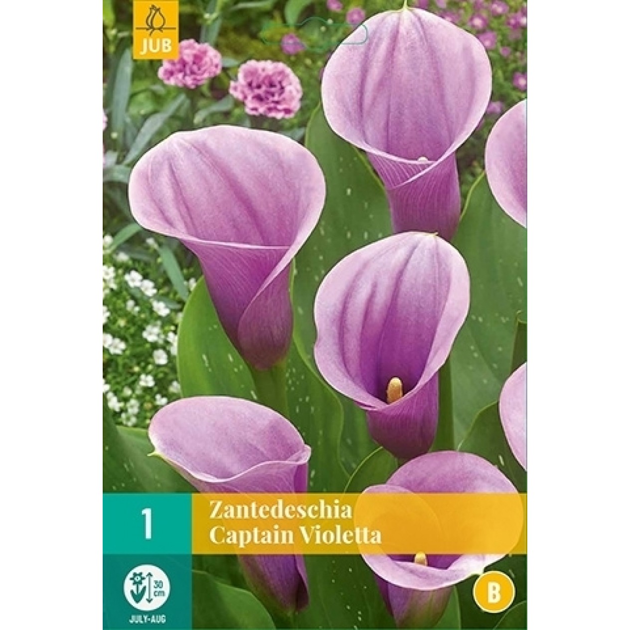 726333-zantedeschia-hybrida-captain-violetta