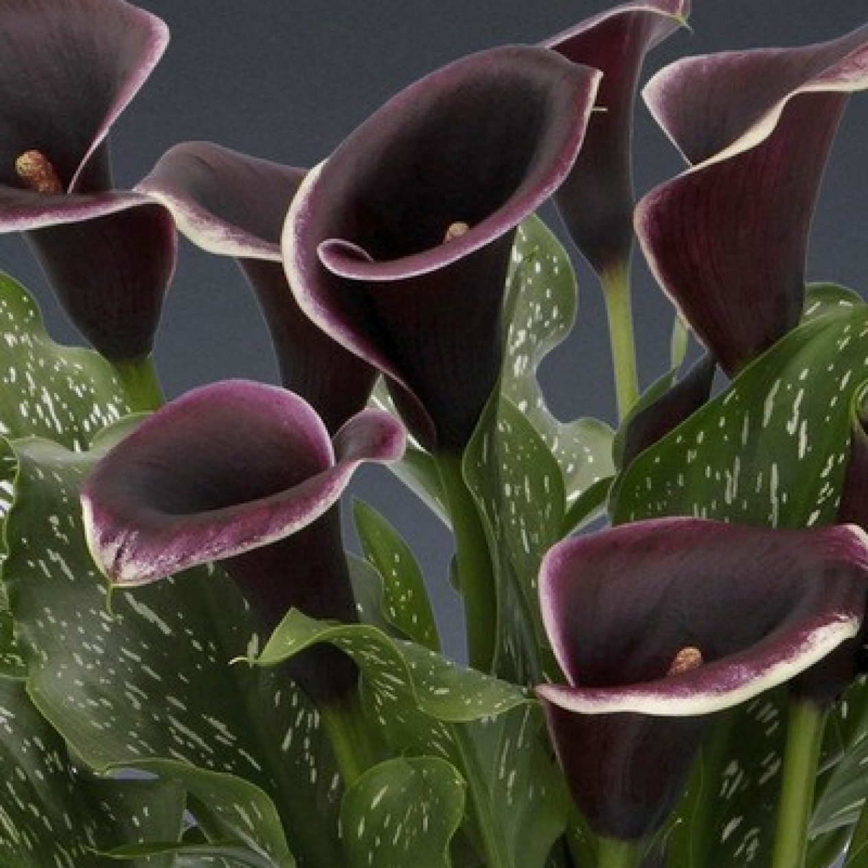 726350-zantedeschia-hybrida-dubai-nights