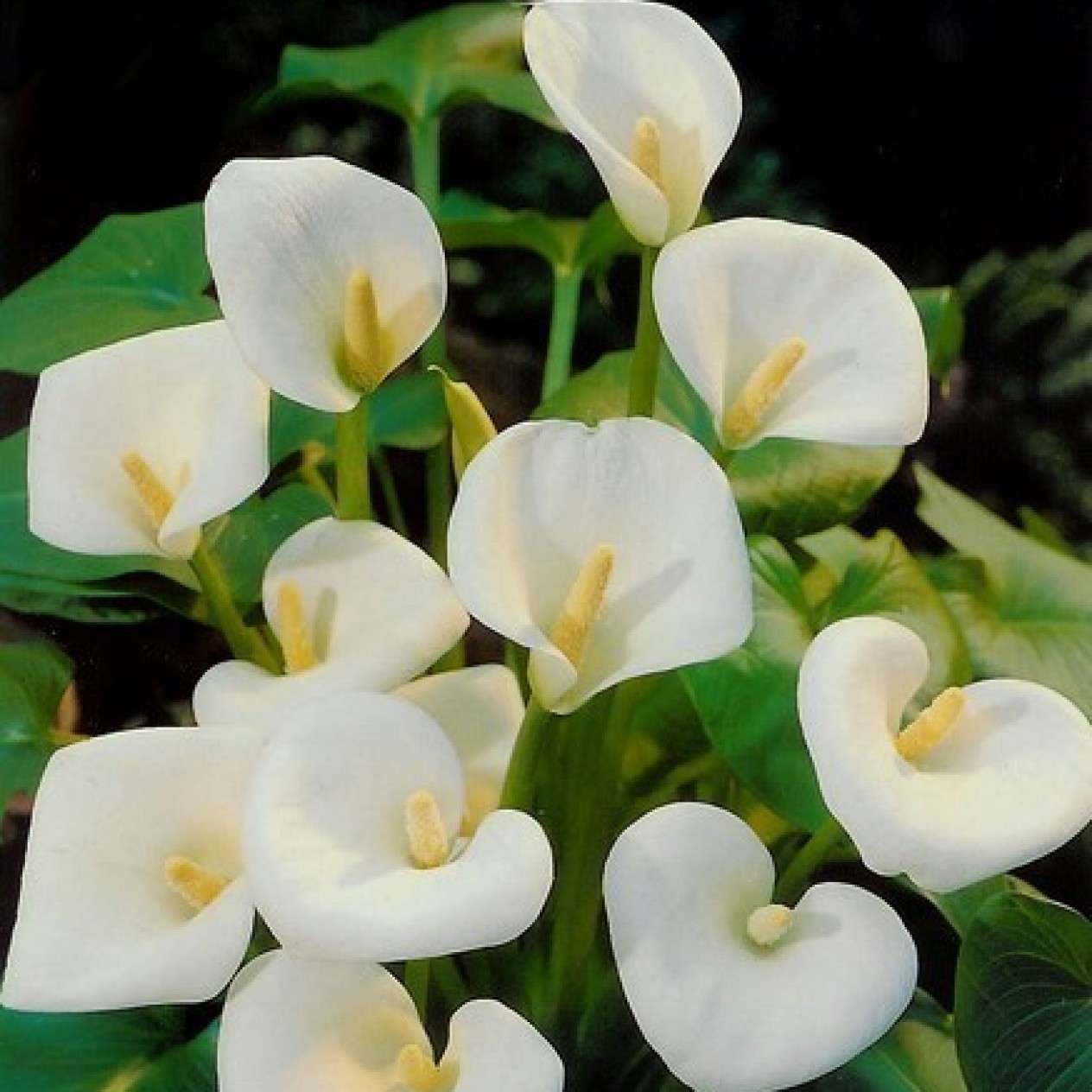 726372-zantedeschia-hybrida-eleganza-crystal-clear