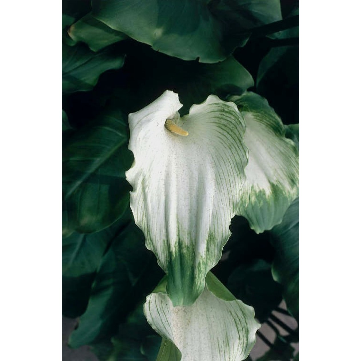 726390-zantedeschia-aethiopica-green-goddess