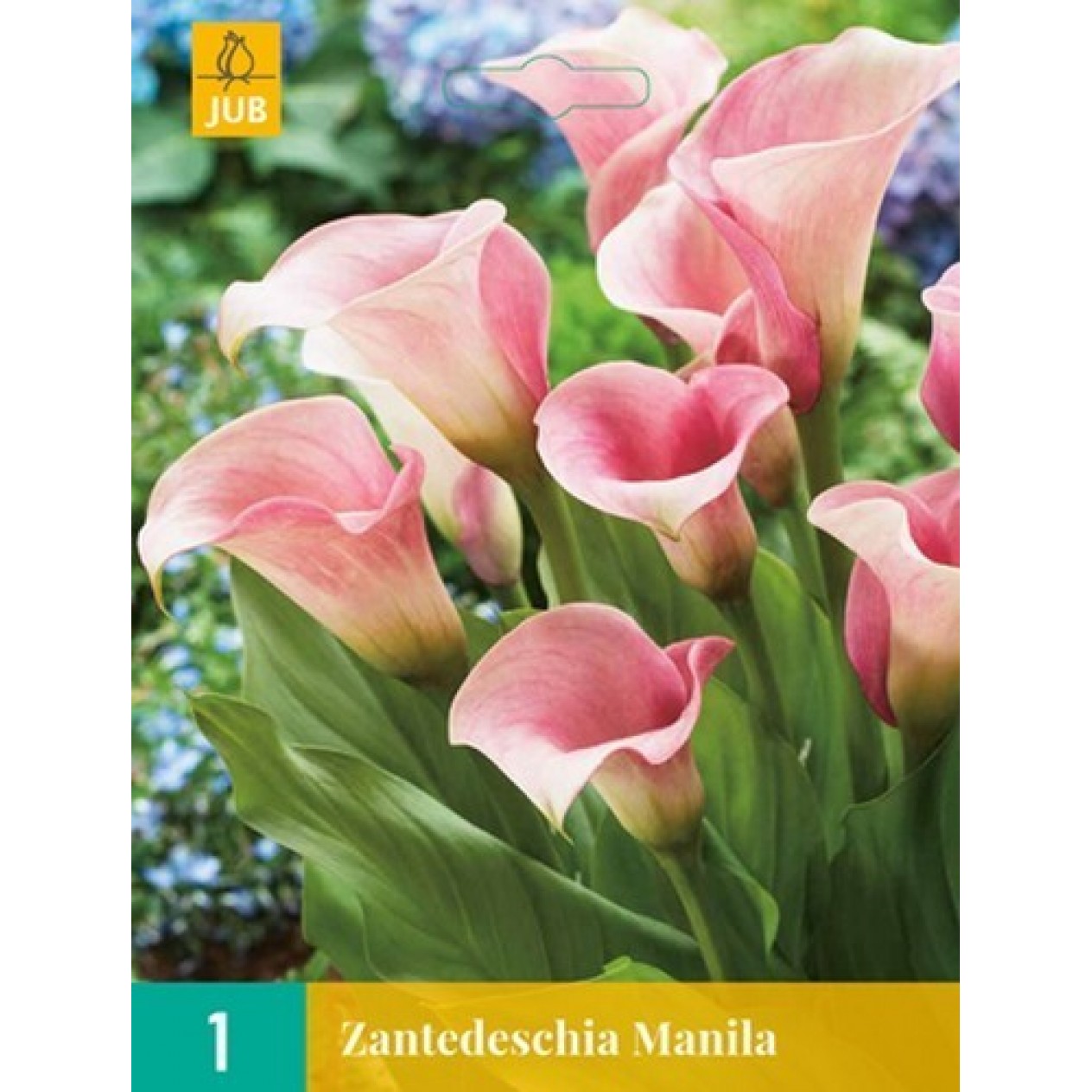 726435-zantedeschia-hybrida-pink-diamond-manila