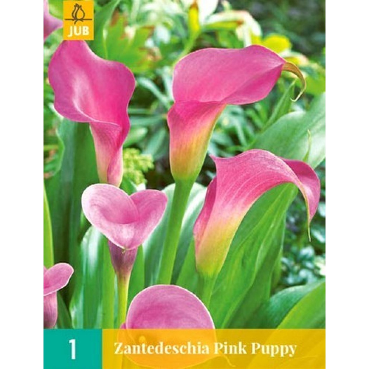 726437-zantedeschia-hybrida-pink-puppy-garnet-glow