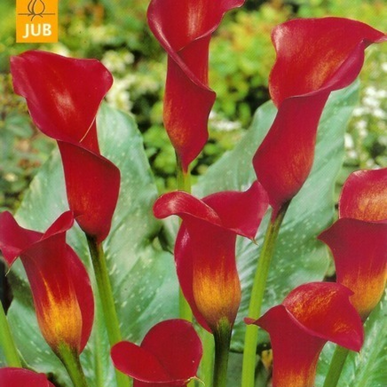 726445-zantedeschia-hybrida-red-alert