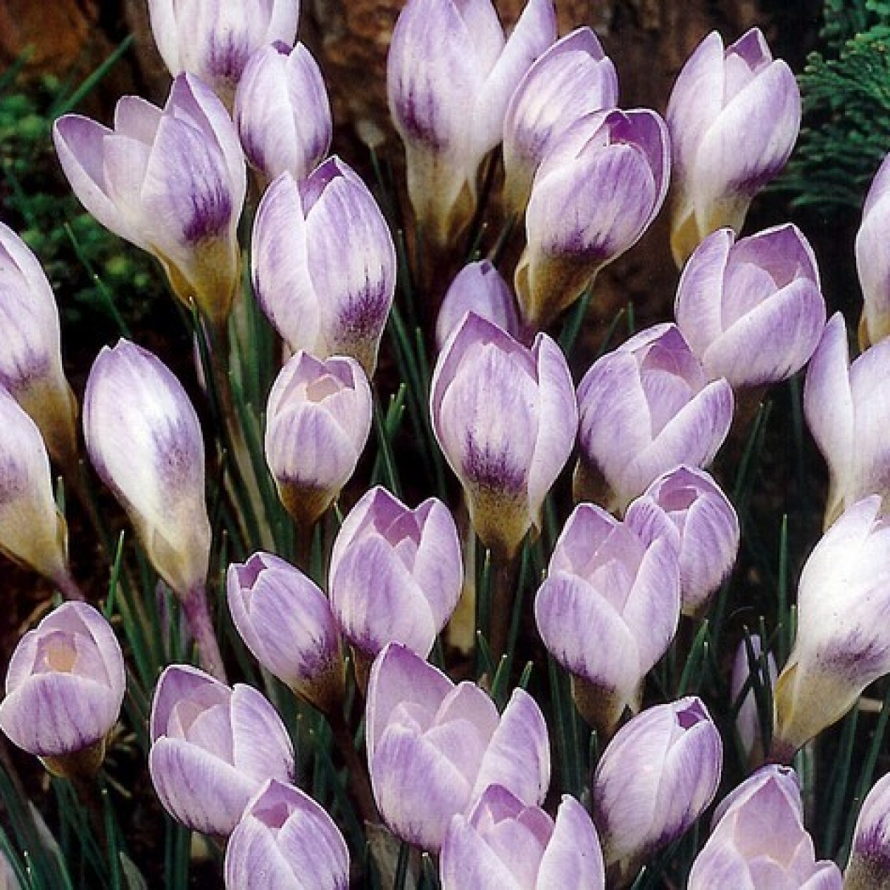 734050-crocus-chrysanthus-hybriden-blue-pearl