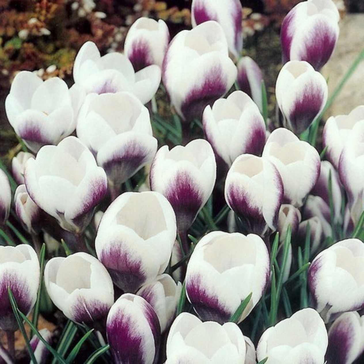734100-crocus-chrysanthus-hybriden-prins-claus