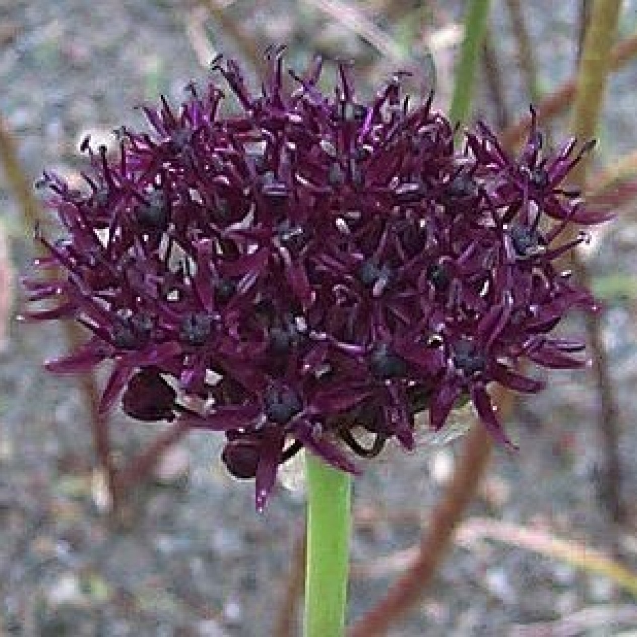 734270-allium-atropurpureum