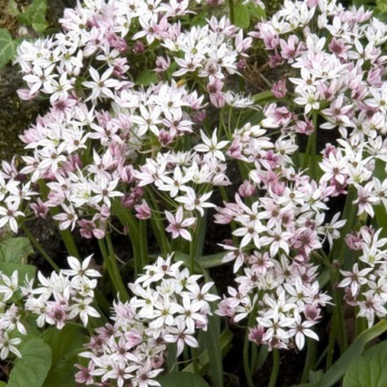 734305-allium-cameleon