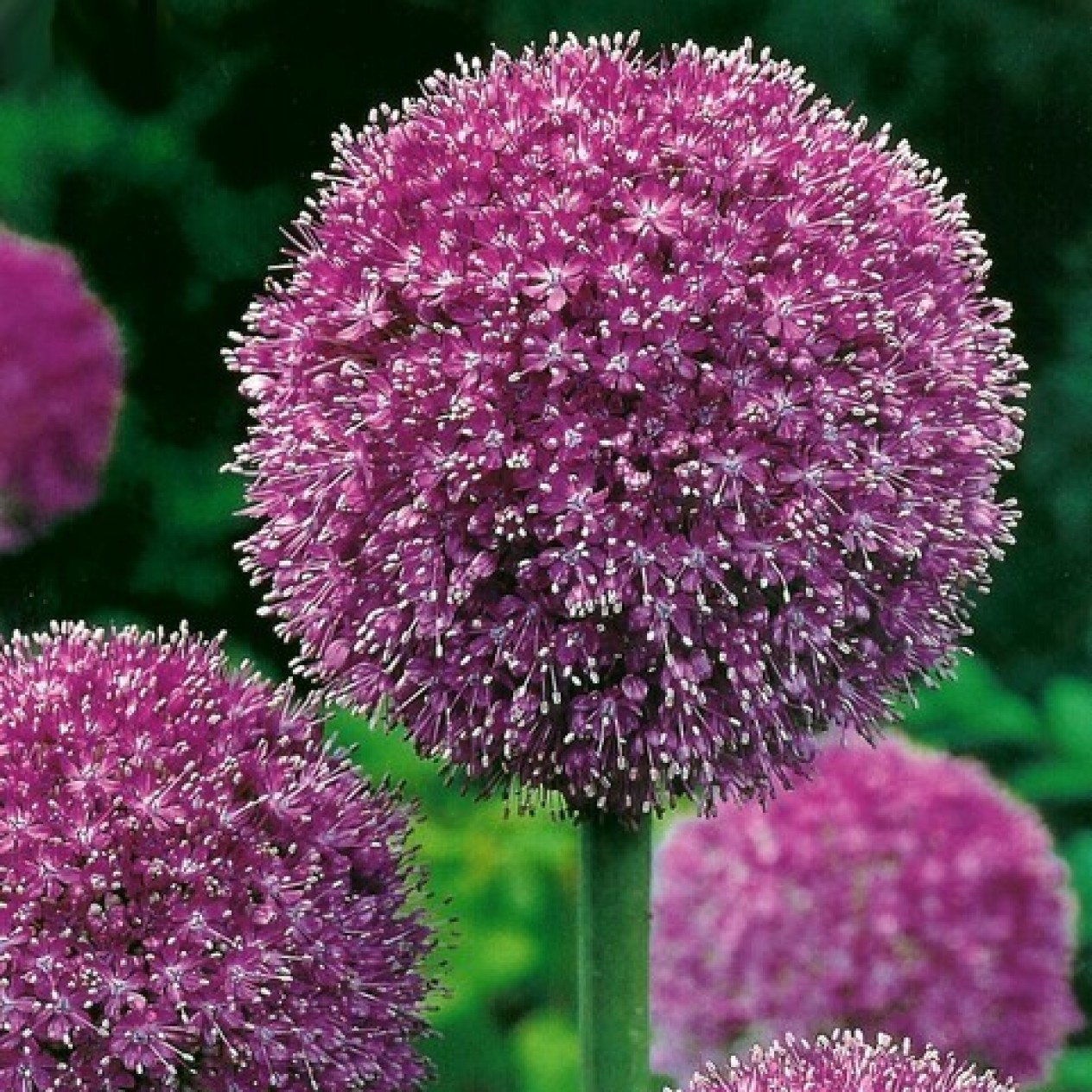 734390-allium-hybriden-his-excellency