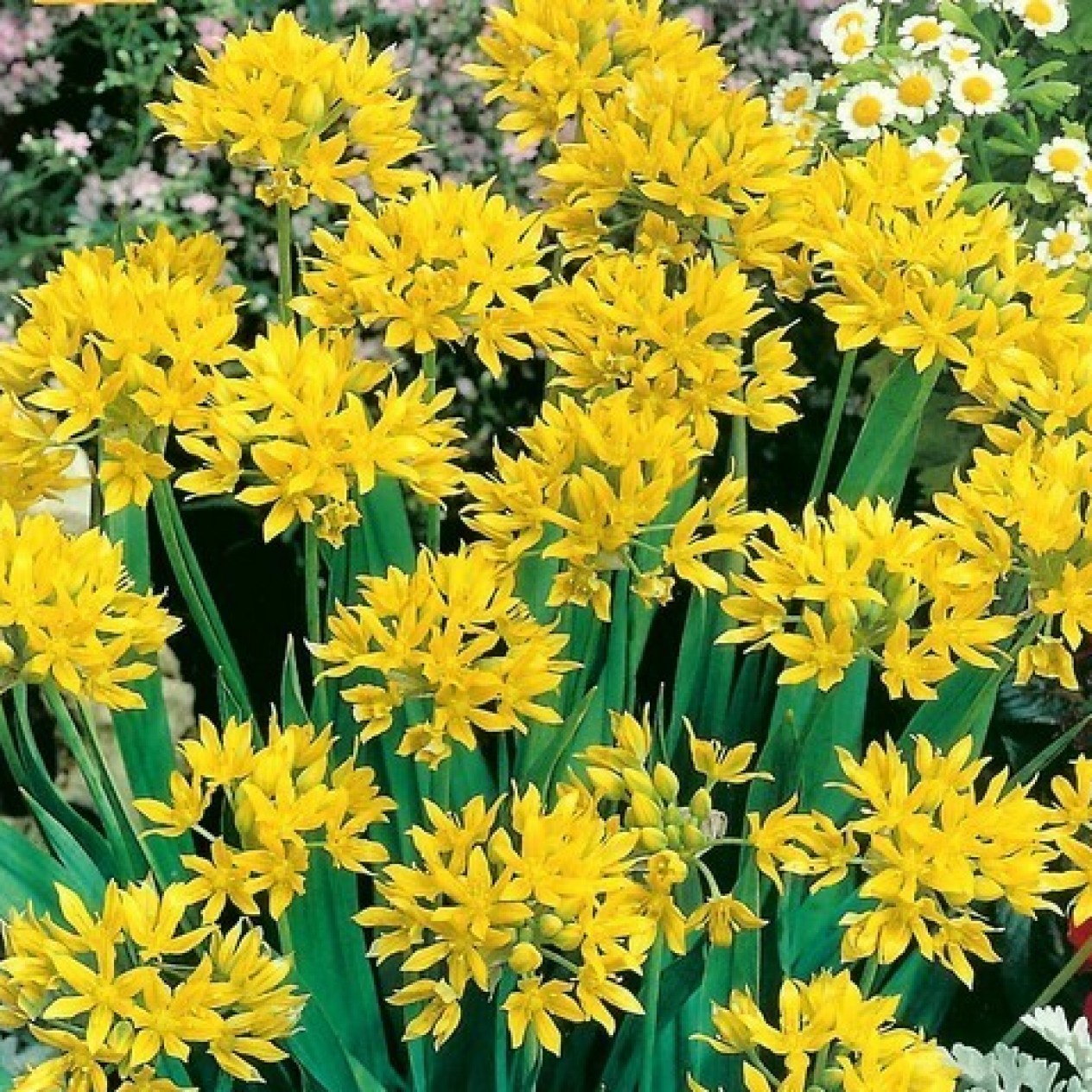 734420-allium-moly