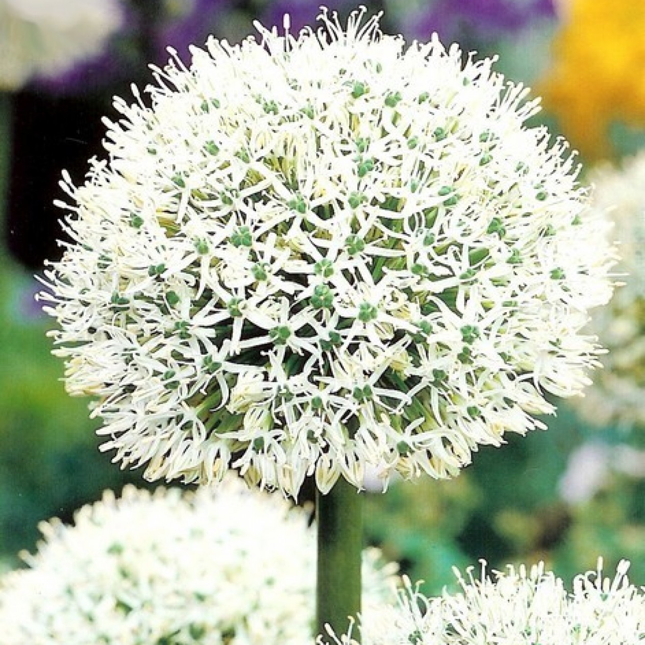 734440-allium-mont-blanc