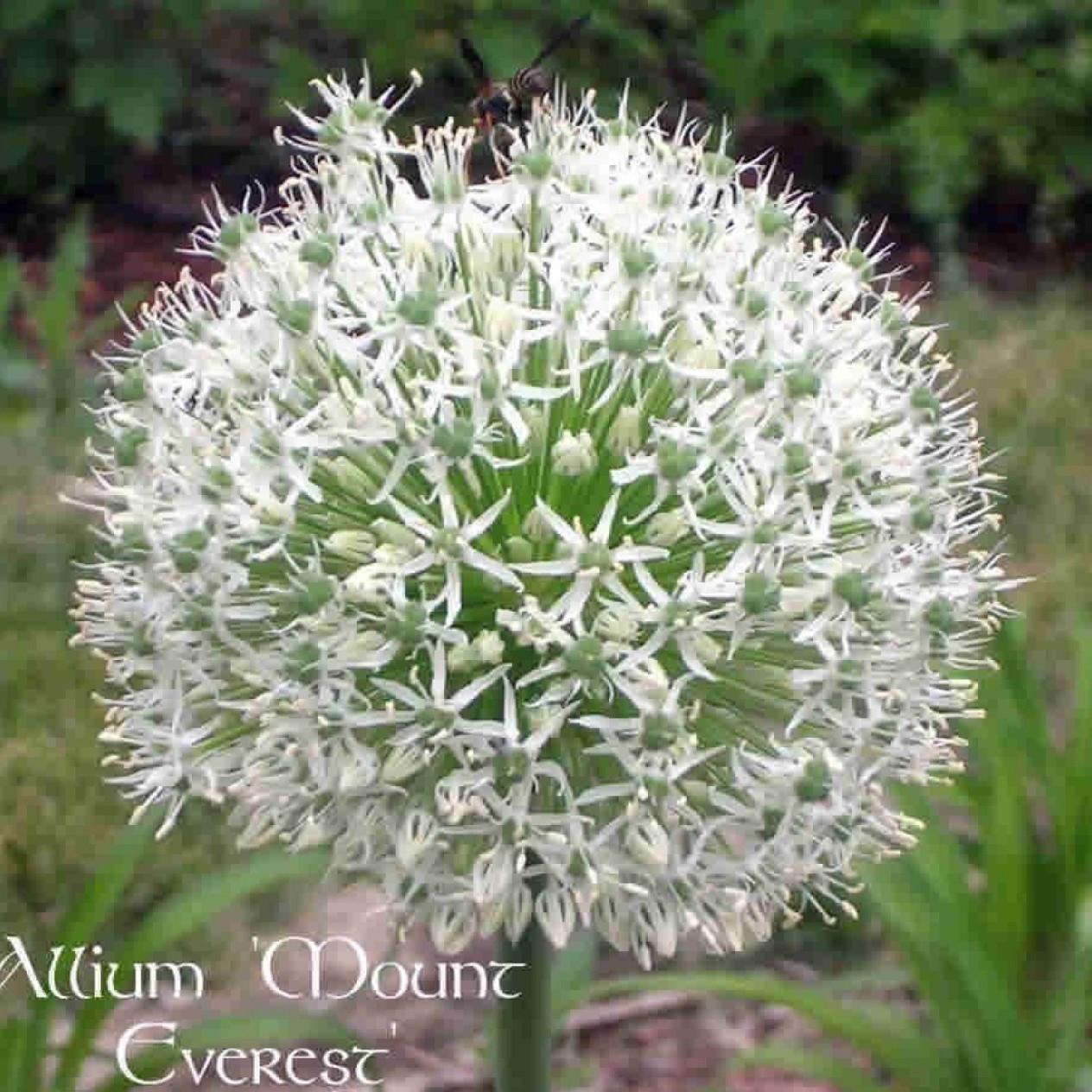 734445-allium-stipitatum-mount-everest