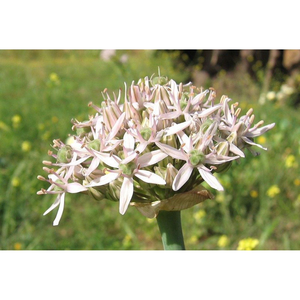 734465-allium-nigrum