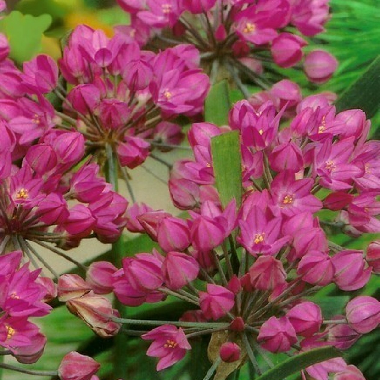 734480-allium-oreophilum