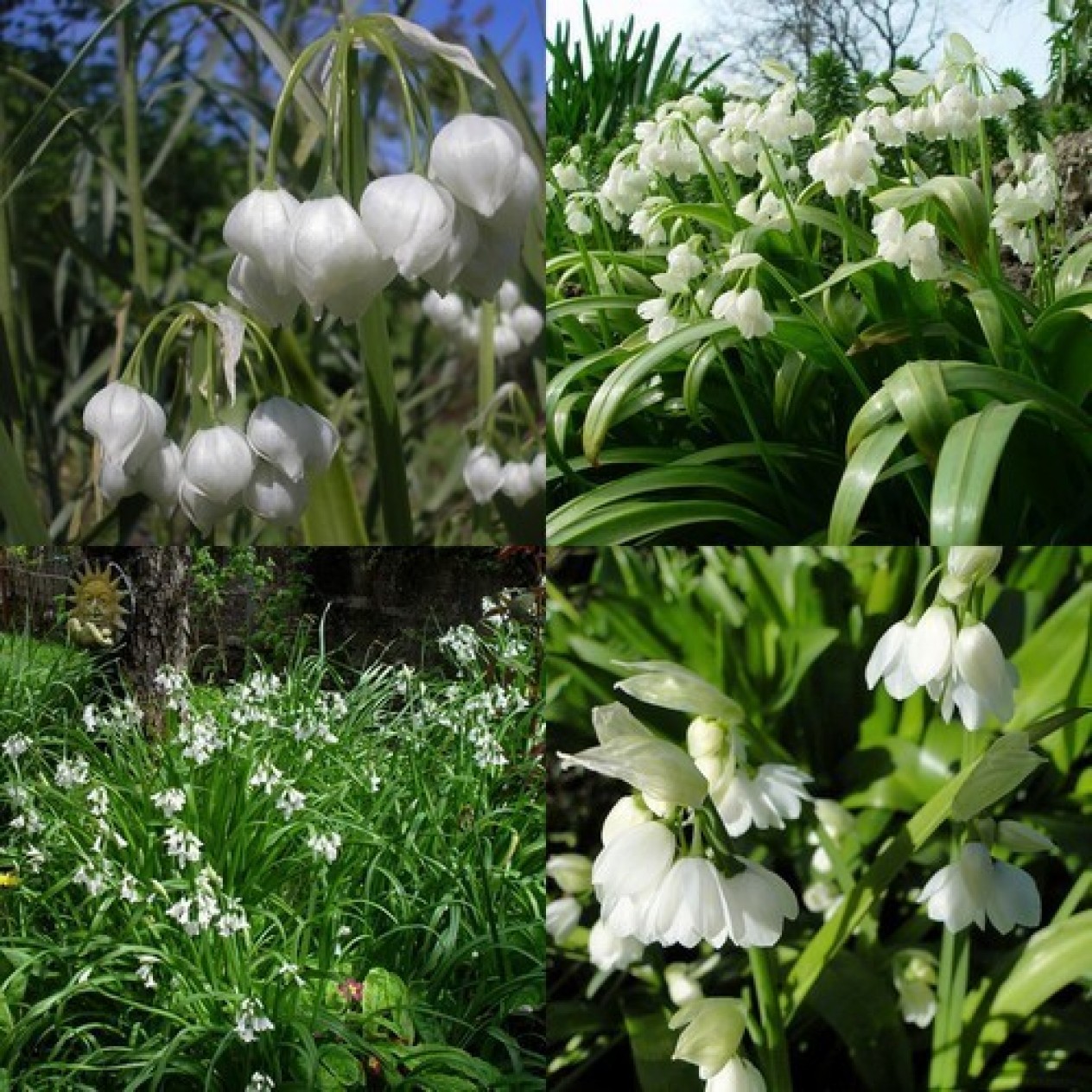 734490-allium-paradoxum-var-normale
