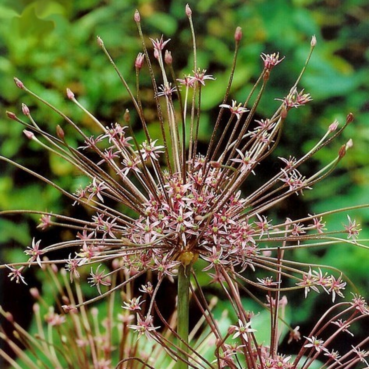 734530-allium-schubertii