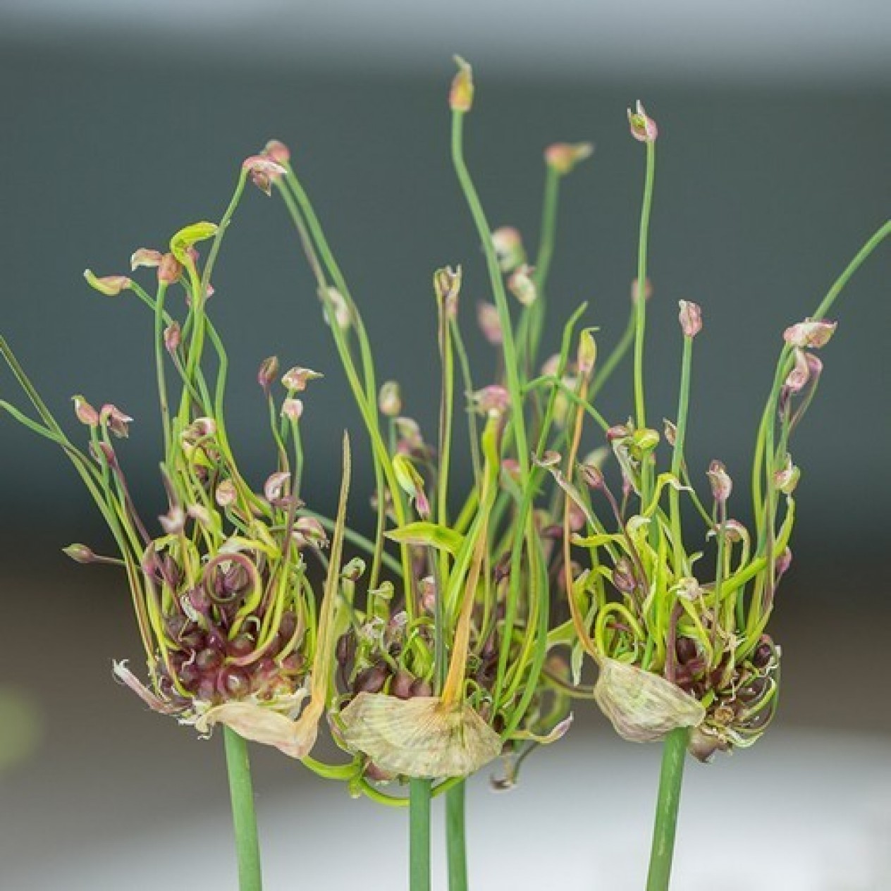 734535-allium-scorodoprasum-art