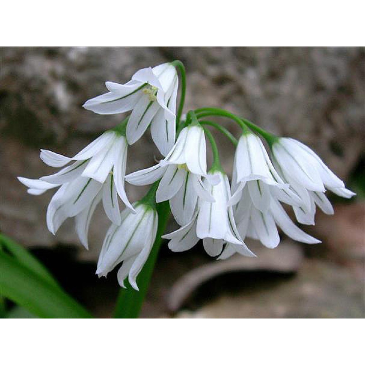 734550-allium-triquetrum