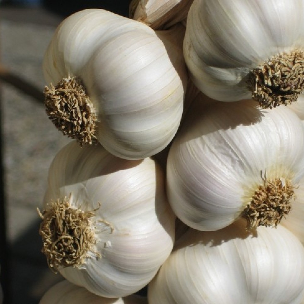 734580-allium-sativum