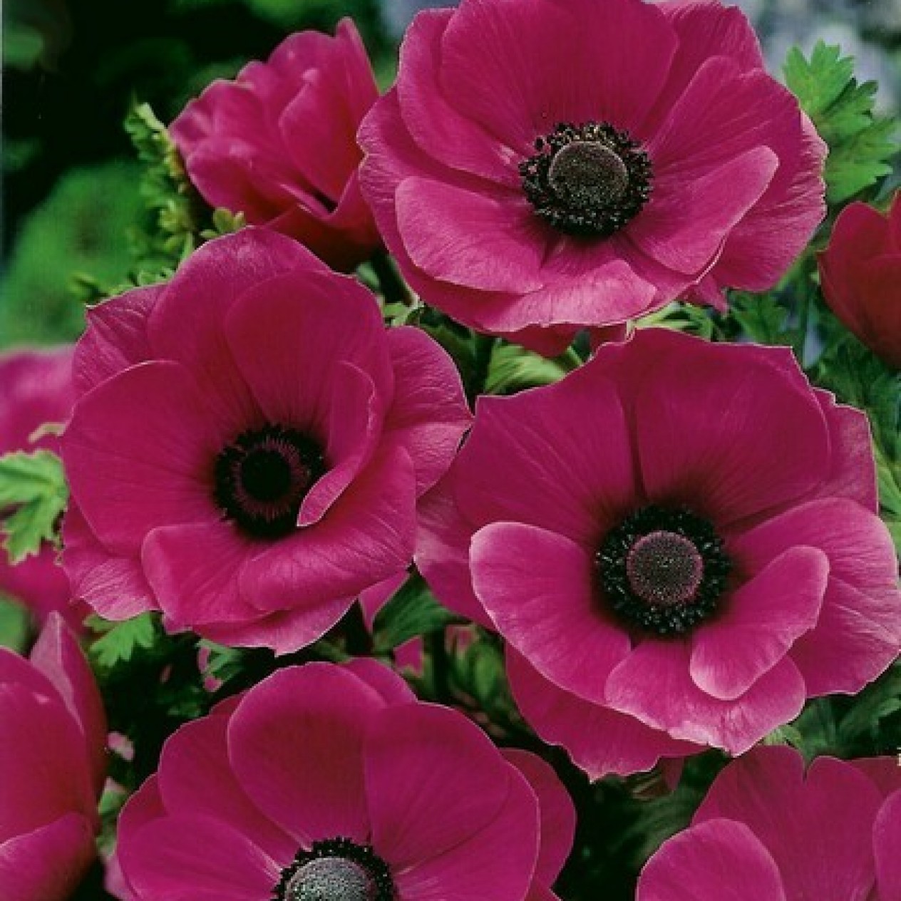 734770-anemone-coronaria-sylphide