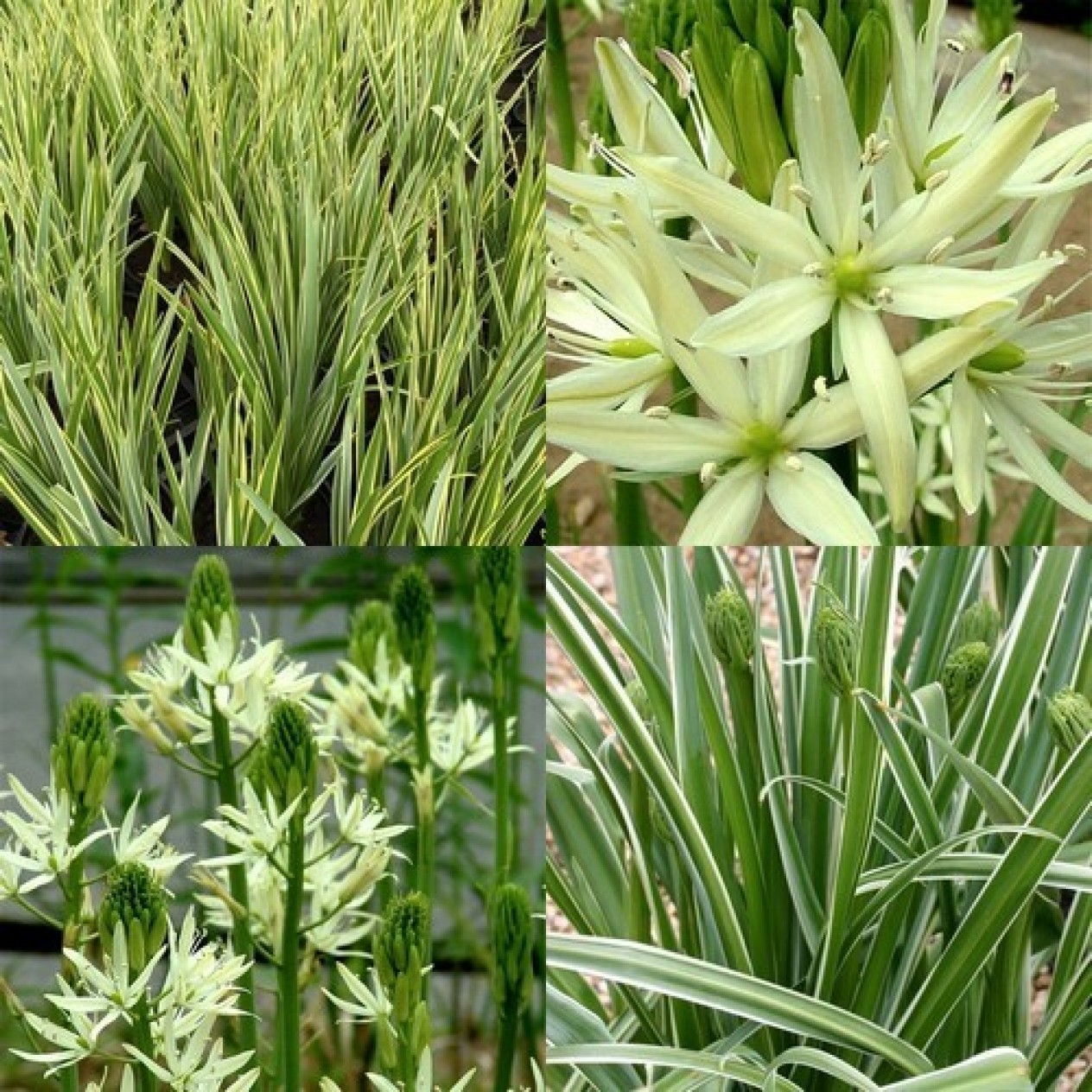 735063-camassia-leichtlinii-sacajawea
