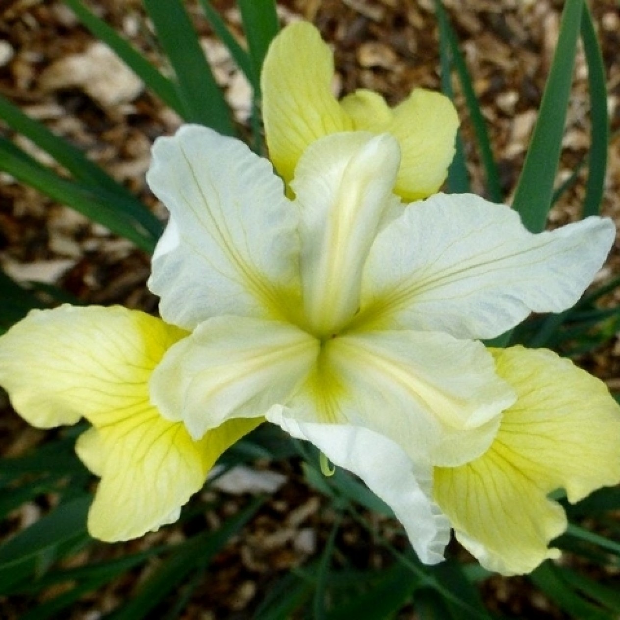 736135-iris-sibirica-butter-and-sugar